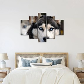 Obraz psa husky (150x105 cm)