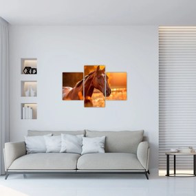 Obraz - Kôň v západe slnka (90x60 cm)