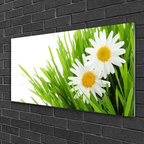 Skleneny obraz Sedmokráska kvet príroda 125x50 cm