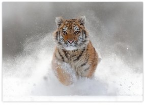 Sklenený obraz bežiaceho tigra v snehu (70x50 cm)