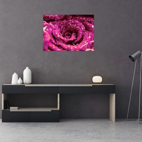Sklenený obraz ružového kvetu ruže (70x50 cm)