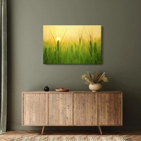 Obraz - Pole s obilím (90x60 cm)