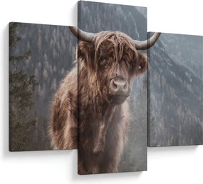 Obraz - Highlander krava (90x60 cm)