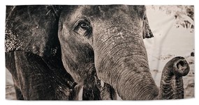 Sablio Uterák Slon - 50x100 cm