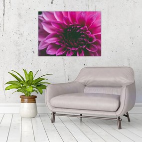 Obraz ružového kvetu (70x50 cm)