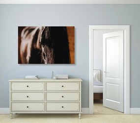 Obraz majestátny kôň - 90x60