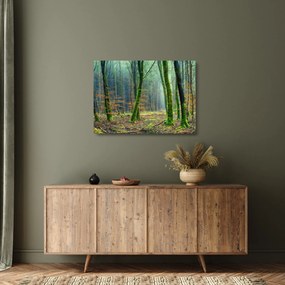 Sklenený obraz lesa (70x50 cm)