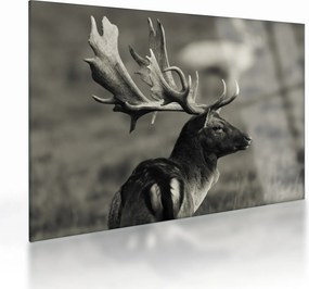 Sklenený obraz - Jeleň (70x50 cm)