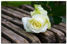 Obraz na plátne - Biela ruža na lavici 1224A (100x70 cm)