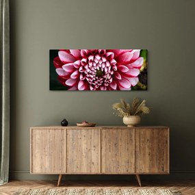 Obraz ružovej Dahlie (120x50 cm)