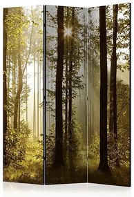Paraván - Forest: Morning Sunlight [Room Dividers]