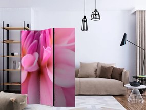 Artgeist Paraván - Flower petals - dahlia [Room Dividers]