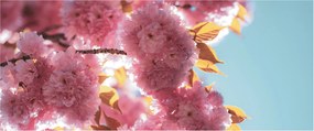 Obraz - Čerešňový kvet (120x50 cm)