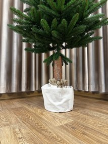 Jedľa Karpatská na pni 220cm