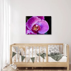 Detailný sklenený obraz kvetu orchidey (70x50 cm)