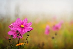 Fototapeta ružový kvet v daždi