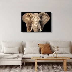 Obraz - Slon africký (90x60 cm)