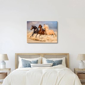Obraz - Divé kone (70x50 cm)