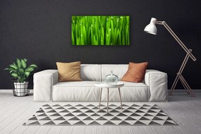 Obraz na plátne Tráva príroda rastlina 100x50 cm