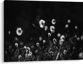 Obraz - Lúka s cottongrass N⁰1 (70x50 cm)