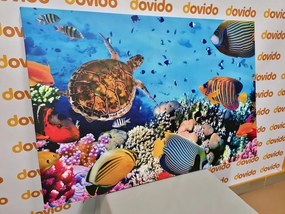 Obraz podmorský svet - 90x60