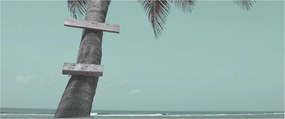 Obraz - Palma v Karibiku (120x50 cm)