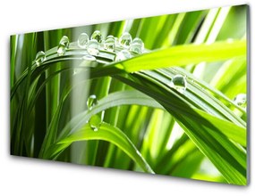 Obraz plexi Tráva rosa kvapky rastlina 125x50 cm