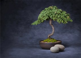Sklenený obraz - Bonsai (70x50 cm)