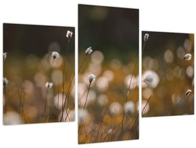 Obraz - Lúka s cottongrass N⁰2 (90x60 cm)