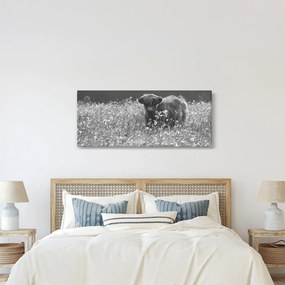 Obraz - Škótska krava 5, čiernobiela (120x50 cm)