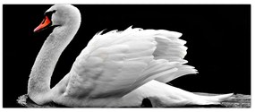 Obraz čiernobielej labute (120x50 cm)