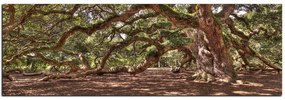 Obraz na plátne - Staroveký živý dub - panoráma 5238A (120x45 cm)