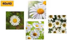 Set obrazov čarovné kvety - 4x 40x40