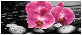 Obraz - Ružové orchidey (120x50 cm)