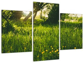 Obraz prírody - lúka (90x60 cm)