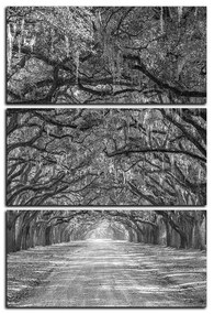 Obraz na plátne - Historické dubové stromy lemované poľnou cestou - obdĺžnik 7239QB (105x70 cm)