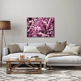 Obraz - Ružová sakura (70x50 cm)