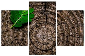Obraz listu na kmeni stromu (90x60 cm)
