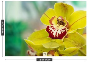 Fototapeta Vliesová Žltá orchidea 250x104 cm