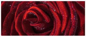 Obraz - Červená ruža s kvapkami rosy (120x50 cm)