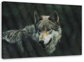 Obraz na plátně Vlk Příroda Zvířata - 100x70 cm