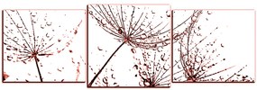 Obraz na plátne - Pampeliškové semienka s kvapkami vody - panoráma 5202KD (150x50 cm)