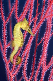 Fotografia Seahorse  swimming in Gorgonian sea, Georgette Douwma