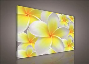 Obraz na stenu žlté kvety Plumeria 100 x 75 cm