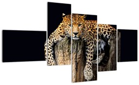 Leopard, obraz