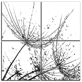 Obraz na plátne - Pampeliškové semienka s kvapkami vody - štvorec 3202QE (60x60 cm)