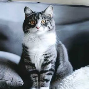 Posteľné obliečky PETTY GATO 3-dielna sada 140x200 cm