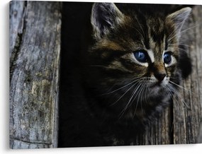 Obraz mačiatka (70x50 cm)