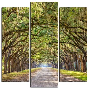 Obraz na plátne - Historické dubové stromy lemované poľnou cestou - štvorec 3239C (105x105 cm)