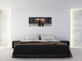 Obraz - Škótska krava 2 (120x50 cm)
